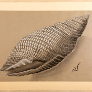 Accueil Coquillage, nasse réticulée. Dessin au fusain et craie blanche sur papier recyclé, 80x70 cm
