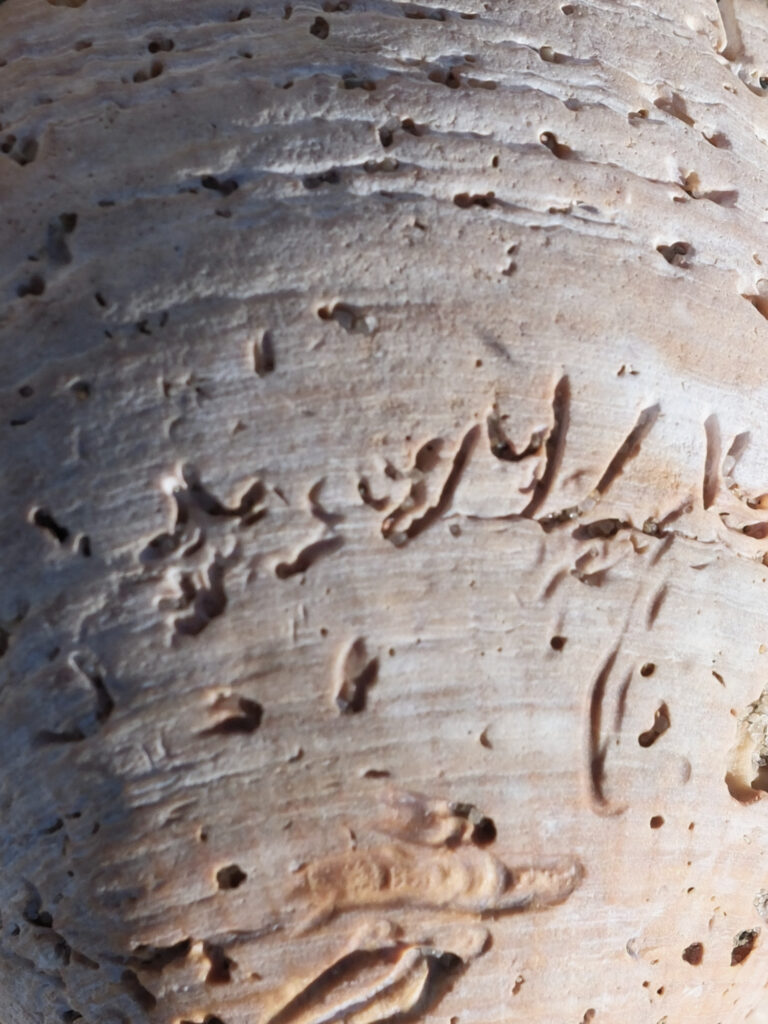 photo d'art, calligraphie sur coquillage