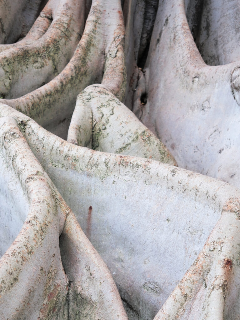 Photographie fine‑art montrant des formes ligneuses claires et ramifiées, évoquant des plis organiques entre fibre et peau.