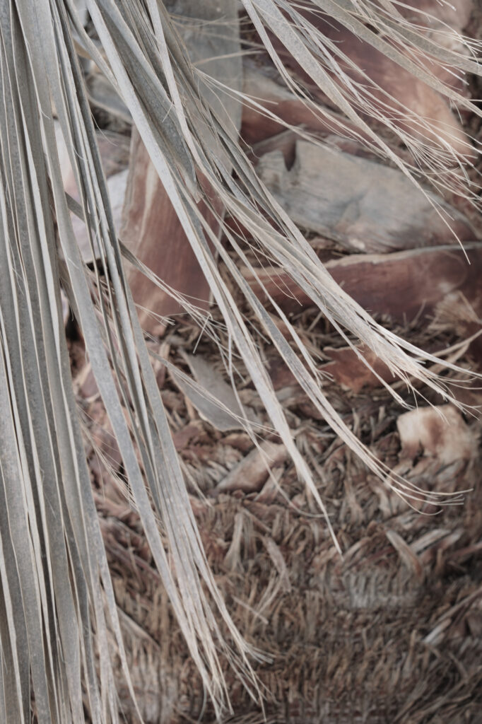 Photographie montrant des fibres claires et souples s'étirant sur une surface texturée aux tons rosés et beiges