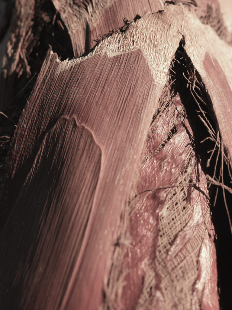 Photographie fine‑art montrant une surface déchirée aux tons rosés et bruns, révélant des fibres et textures internes.