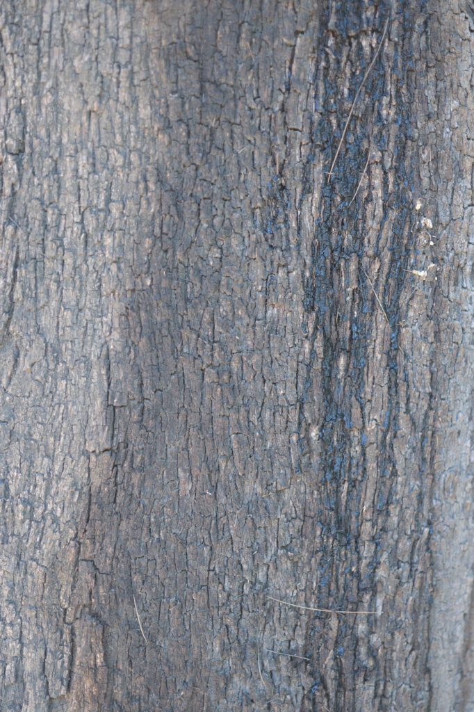 Photographie fine‑art d’une surface texturée bleue et brune, marquée de fissures verticales évoquant une mémoire inscrite dans la matière.