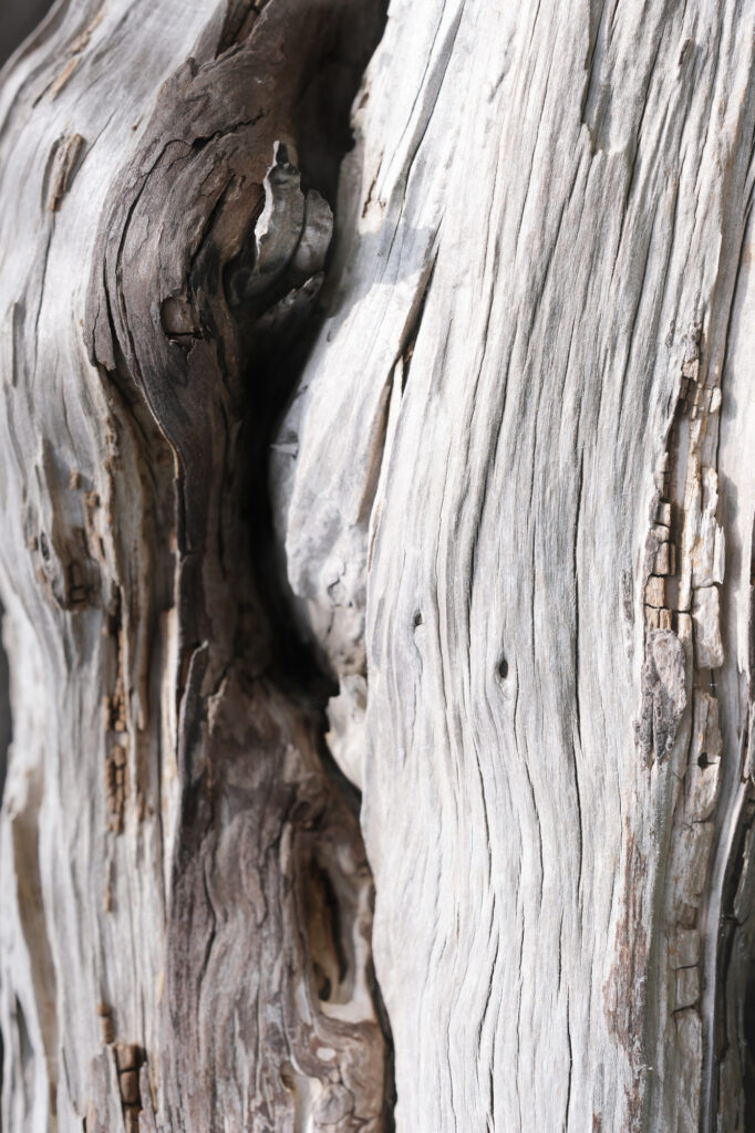 Photographie fine‑art montrant une surface de bois clair et veiné, marquée par le temps et la lumière.